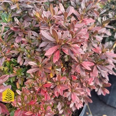 Rhododendron x 'Girard's Fuchsia'