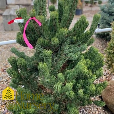 Pinus nigra 'Oregon Green'