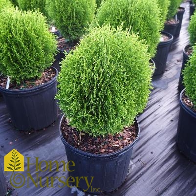 Thuja occidentalis 'Hetz Midget'