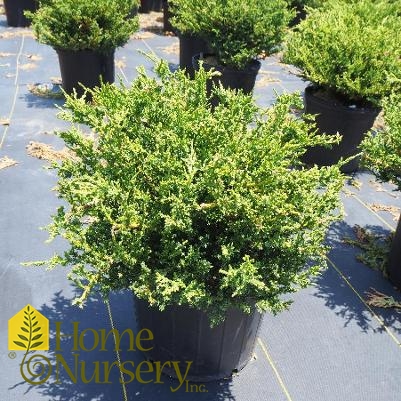 Juniperus chinensis var. sargentii 'Viridis'