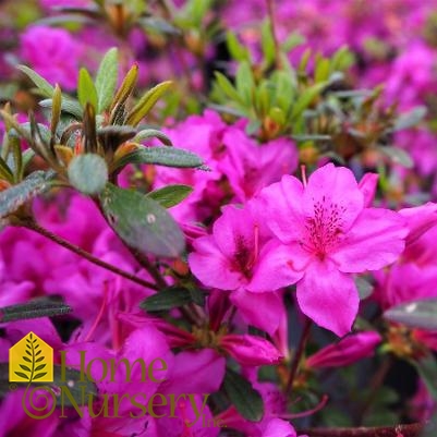 Rhododendron x 'Karen'