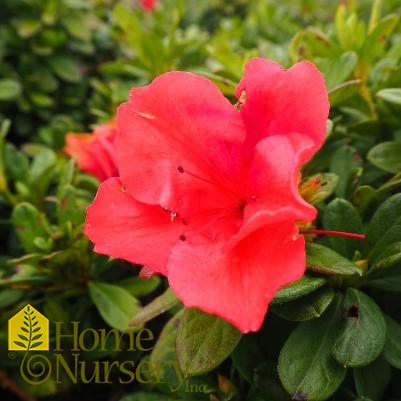 Rhododendron Encore® Autumn Sunset™