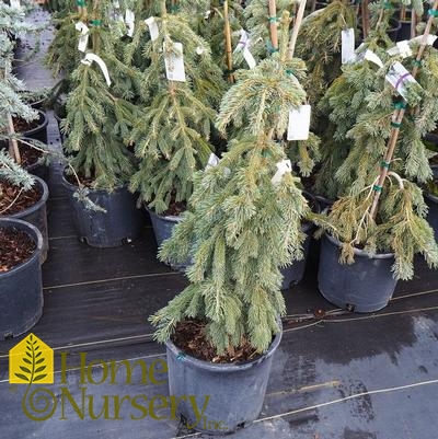 Picea glauca 'Pendula'