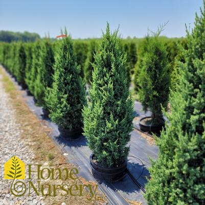 Juniperus x Star Power®