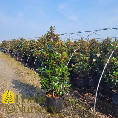 Magnolia grandiflora 'Little Gem'