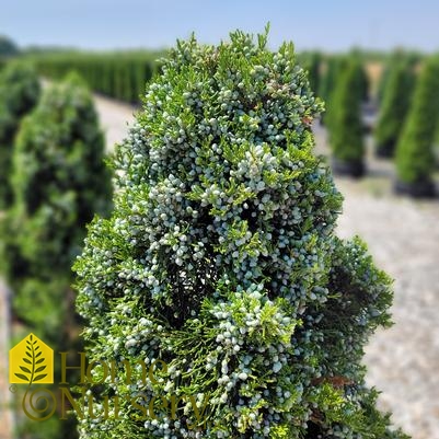 Juniperus virginiana 'Canaerti'