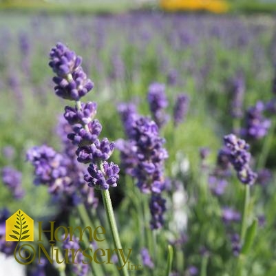 Lavandula angustifolia Sweet Romance®