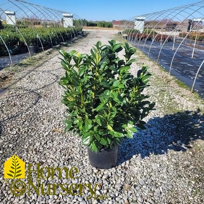 Prunus laurocerasus Greenfinity