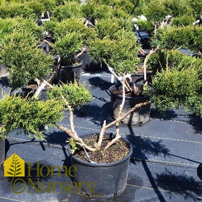 Juniperus x pfitzeriana Sea Green' Pom Pom