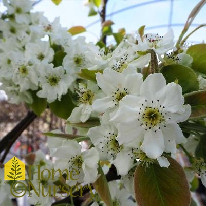 Pyrus 'Tawara Oriental'