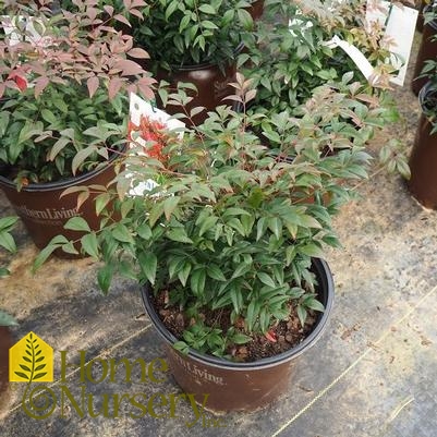 Nandina domestica Obsession™