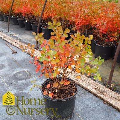 Rhus aromatica 'Gro-Low'