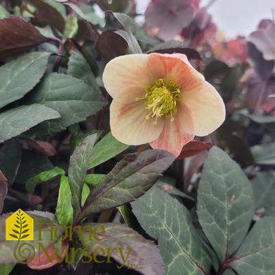 Helleborus x HGC Merlin