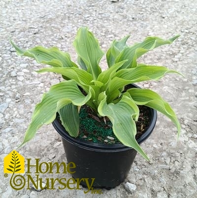 Hosta x 'Atlantis'