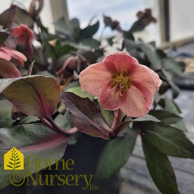 Helleborus x ballardiae HGC® Pink Frost