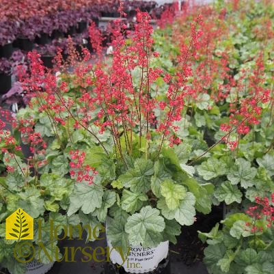 Heuchera x Dolce® 'Spearmint'