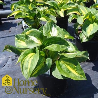 Hosta x 'Dream Queen'