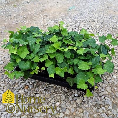 Hedera helix 'Bulgaria'