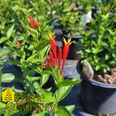 Spigelia marilandica 'Ragin Cajun'