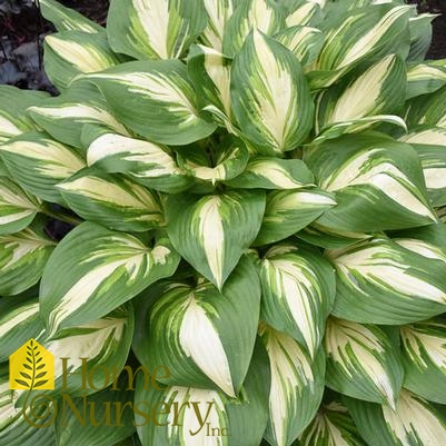 Hosta x Shadowland® 'Miss America'