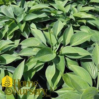 Hosta x 'Prairie Sky'