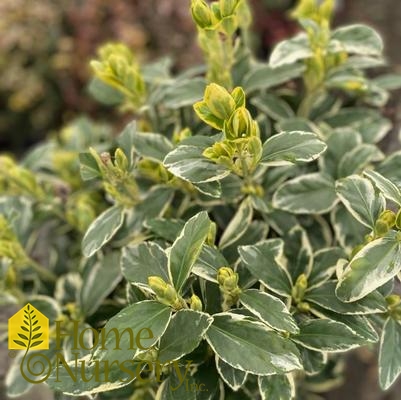 Euonymus japonicus 'Silver King'