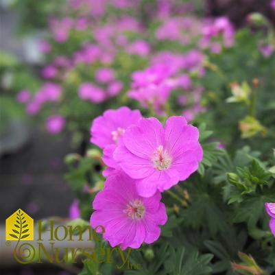 Geranium sanguineum 'Max Frei'