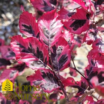 Fagus sylvatica 'Tricolor'