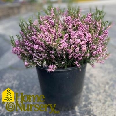 Erica carnea 'Pink'