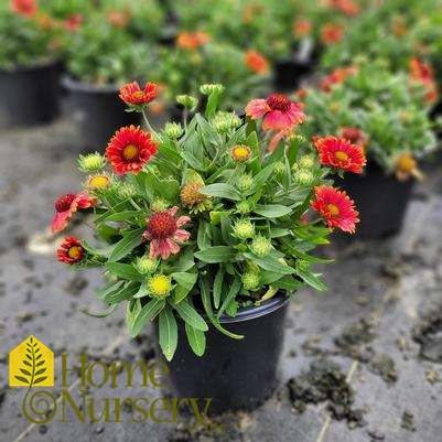 Gaillardia x grandiflora 'Arizona Red Shades'