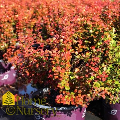 Berberis thunbergii Limoncello™