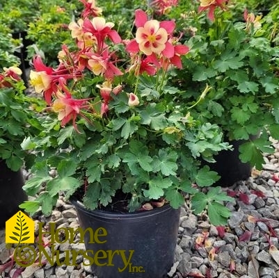 Aquilegia x Earlybird™ Red Yellow