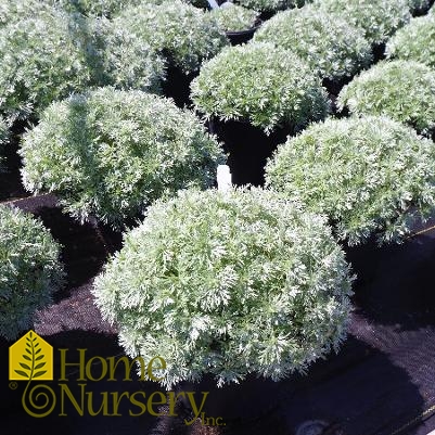 Artemisia schmidtiana 'Silver Mound'