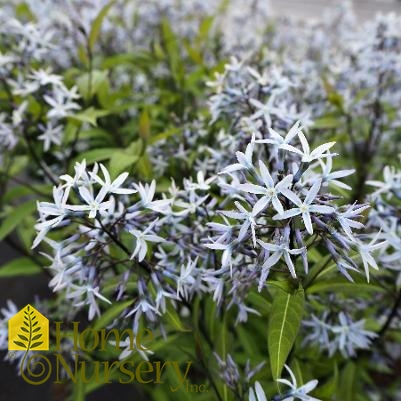 Amsonia tabernaemontana 'Storm Cloud'