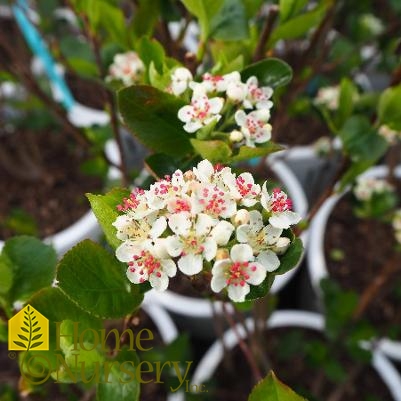 Aronia melanocarpa Low Scape Hedger®