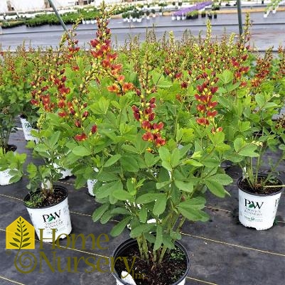 Baptisia x Decadence® 'Cherries Jubilee'