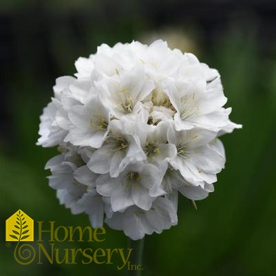 Armeria pseudarmeria Dreameria®Dream Clouds