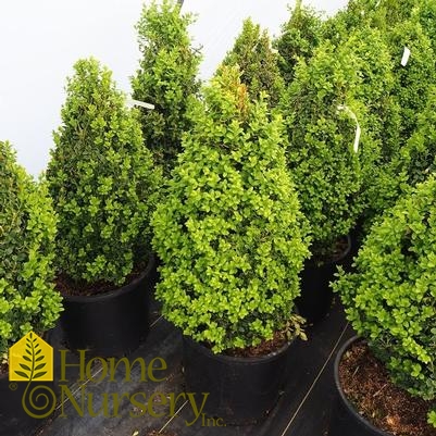 Buxus x 'Green Mountain' Pyramidal