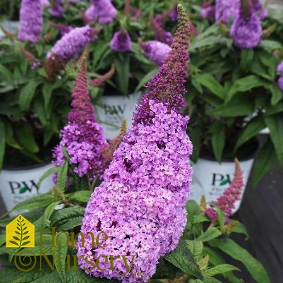 Buddleia x Pugster® Amethyst