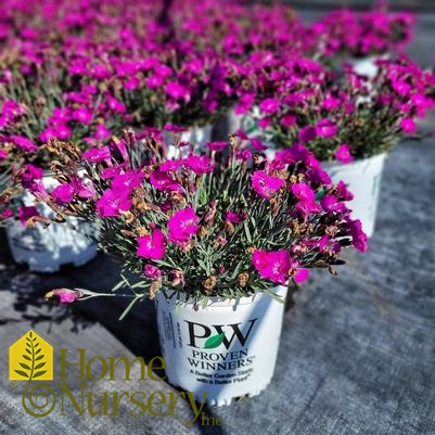 Dianthus x 'Paint the Town Fuchsia'