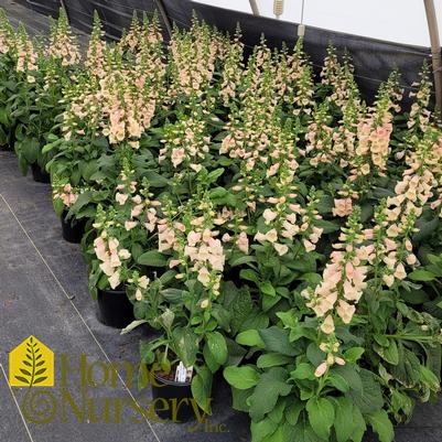 Digitalis purpurea 'Dalmatian Peach'