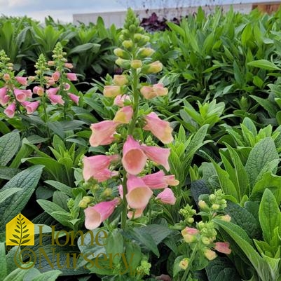 Digitalis x Arctic Fox Rose