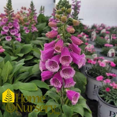 Digitalis purpurea 'Dalmatian Purple'