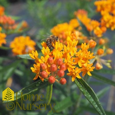 Asclepias tuberosa 