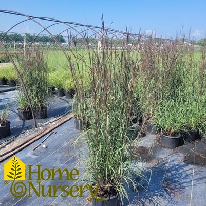 Andropogon gerardii 'Blackhawks'