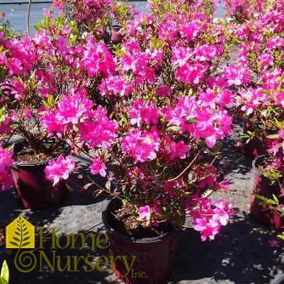 Rhododendron Encore® Autumn Amethyst®