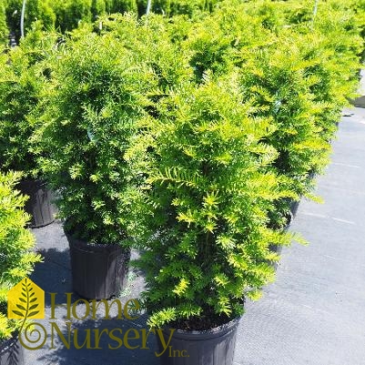 Taxus cuspidata 'Fastigiata'