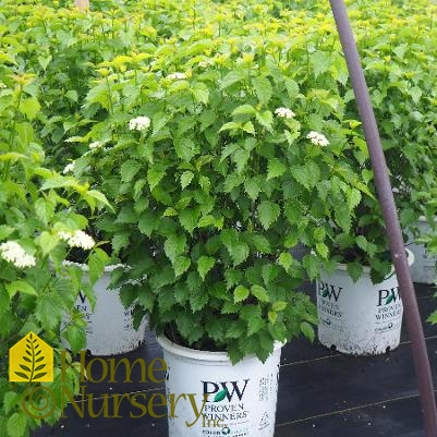 Viburnum dentatum Blue Muffin®