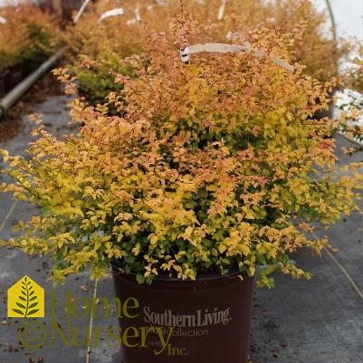 Ligustrum sinense 'Sunshine'