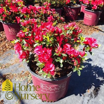 Rhododendron Encore® Autumn Fire®